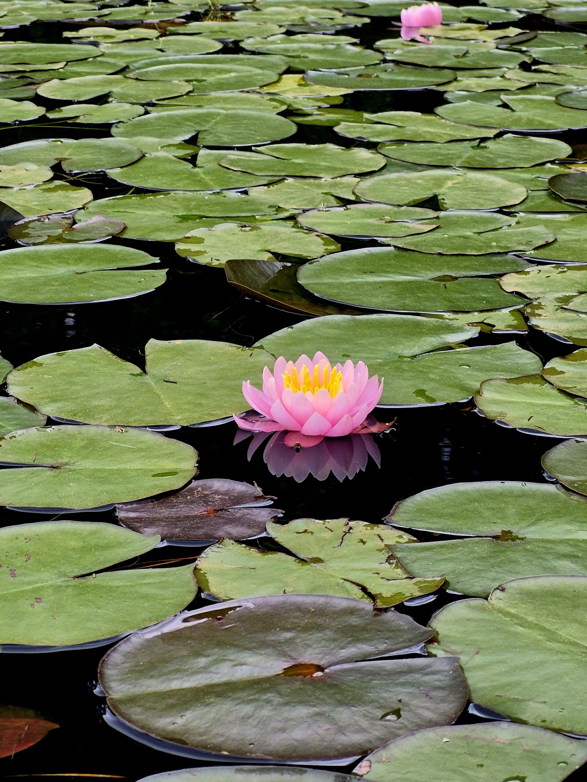 Espelho d´agua Amantikir